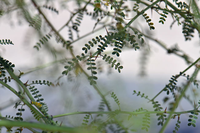 Yellow Paloverde has green or yellow-green leaves that are deciduous during extreme heat and drought periods; the leaves (as shown here) are pinnately compound and generally absent most of the year and much smaller than Blue Paloverde. Parkinsonia microphylla